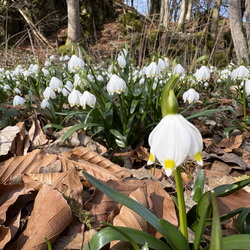 Streuobstpflegetag 2026-03
